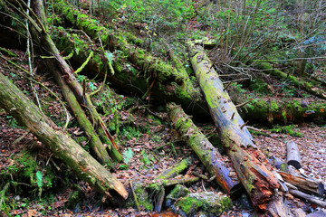 old dead woods with green moss