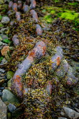Anchor Chain Mousehole Penzance Cornwall England