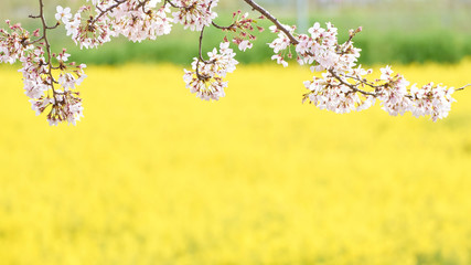 桜の花　枝先　菜の花背景