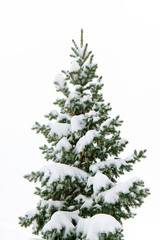 Fototapeta premium Green fluffy Christmas tree covered with snow white on a white background