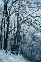 trees in frozen woods, winter landscape