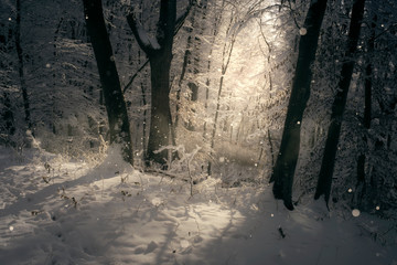 sunset light in winter forest landscape