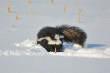Skunk in snow