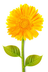 Obraz premium yellow gerbera flower