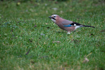 Eurasian jay (Garrulus glandarius) closeup