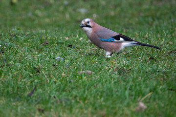 Eurasian jay (Garrulus glandarius) closeup