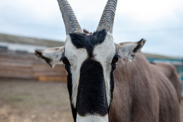 Close-up view of Gemsbok, Onyx gazelle, antelope at zoo