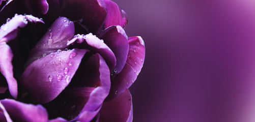 Closeup of purple tulip flower