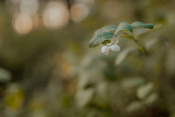 Snowberry white bush. decorative plant for the garden. Symphoricarpos