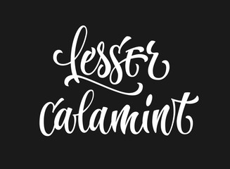 Vector hand drawn calligraphy style lettering word - Lesser calamint. Isolated script spice text label. White colored design.