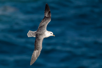 Fototapeta premium Petrel
