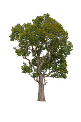 Obraz premium Drzewa na białym tle, tropikalne drzewa w Azji.