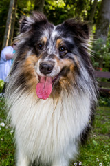 Frontalansicht auf einen schwarz/weißen Shetland Sheepdog.