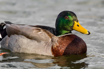 Mallard duck in the water