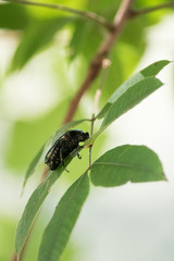 Fototapeta premium カナブン