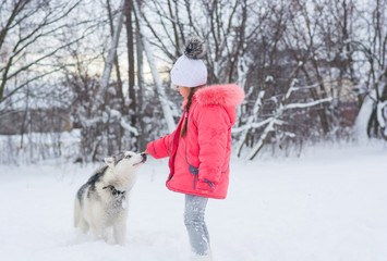 Little girl playing with a Siberian husky breed dog in the winter in the snow