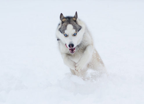 A dog of Siberian husky breed runs through the snow