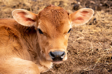 a close up of a calf © Blessings Captured
