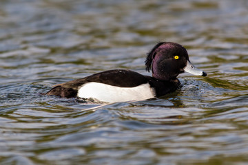 Tufted duck in the water
