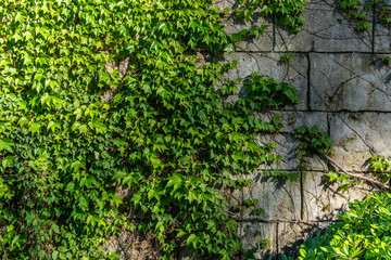 leaves on brick wall background