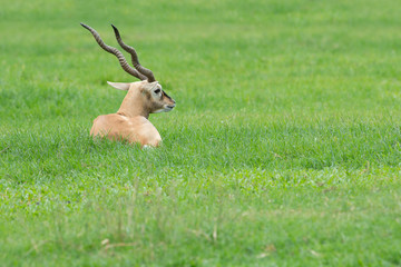 male Defassa waterbuck lying down
