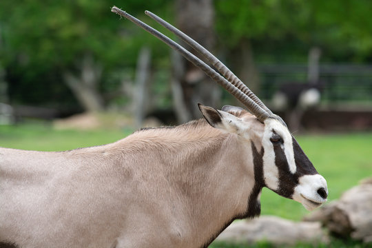 Orxy starring has antler chipping standing in zoo