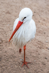 Close-up of white stork standing on sand