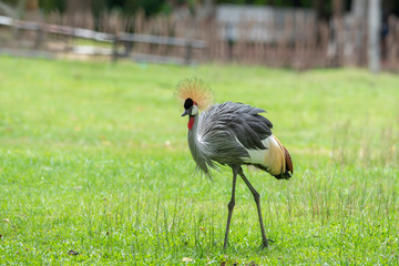 grey crowned crane on greenland