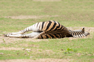 Obraz na płótnie Canvas Wildlife habitat : Zebra sleep over green grassland