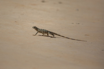little Iguana walking on plain floor