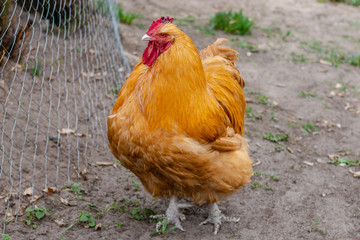 Close-up of bright colorful cock