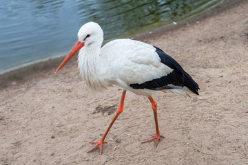 Fototapeta premium Close-up of white stork walking on sand