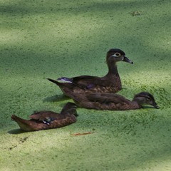 Mama Wood Duck and juveniles