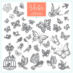 Butterflies and birds. Big vector collection