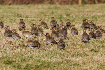 golden plover on grass