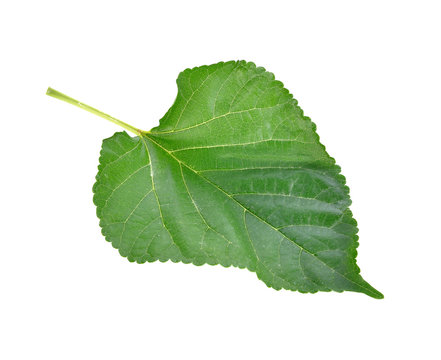 Mulberry leaf isolated on white background