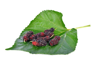 mulberry on leaf on white background