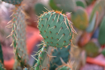 Cactus. Rare exotic succulent from the family of the perennial flowering plants