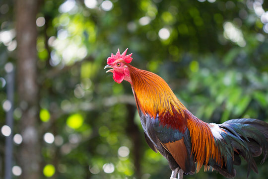 A singing rooster in the early morning