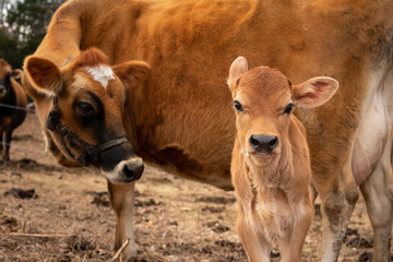 a calf looking at you