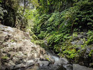 Fototapeta na wymiar Jungle in Bali