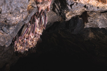 A wild some bats hangs in a dream on the ceiling of a stone cave. Little bats in the North Caucasus