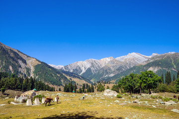 Fototapeta na wymiar View of traditional village at Sonamarg valley which is famous for its adventure sports activities and horse riding through the valley. Situated at more than 11000 feet.