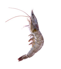Fresh prawn (shrimp) on white