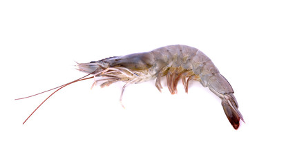 Fresh prawn (shrimp) on white