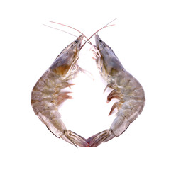 Fresh prawn (shrimp) on white