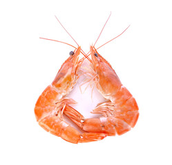 shrimps. Prawns on white background. Seafood