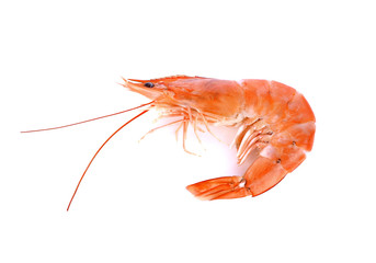 shrimps. Prawns with isolated on a white background. Seafood