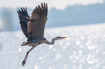 Gray Heron bird is flying on the waterfront.