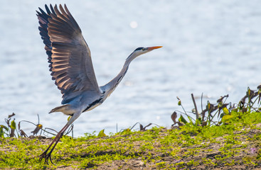 Gray Heron bird is flying on the waterfront.